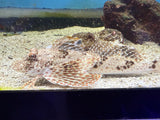 Sea Robin