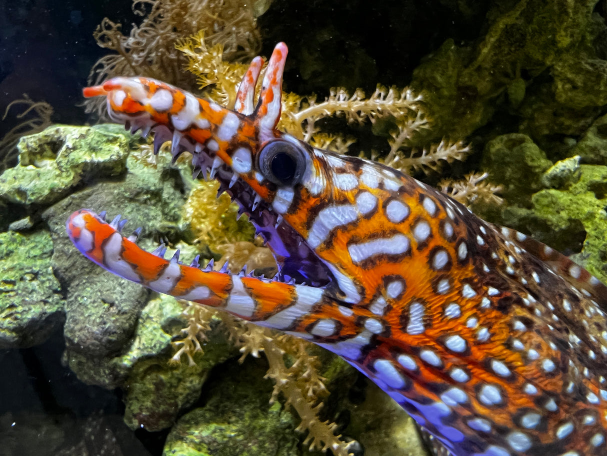 Japanese Dragon Eel