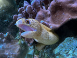 Brazilian Gold moray eel