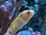 Brazilian Gold moray eel