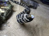 Extra Large Snowflake eel