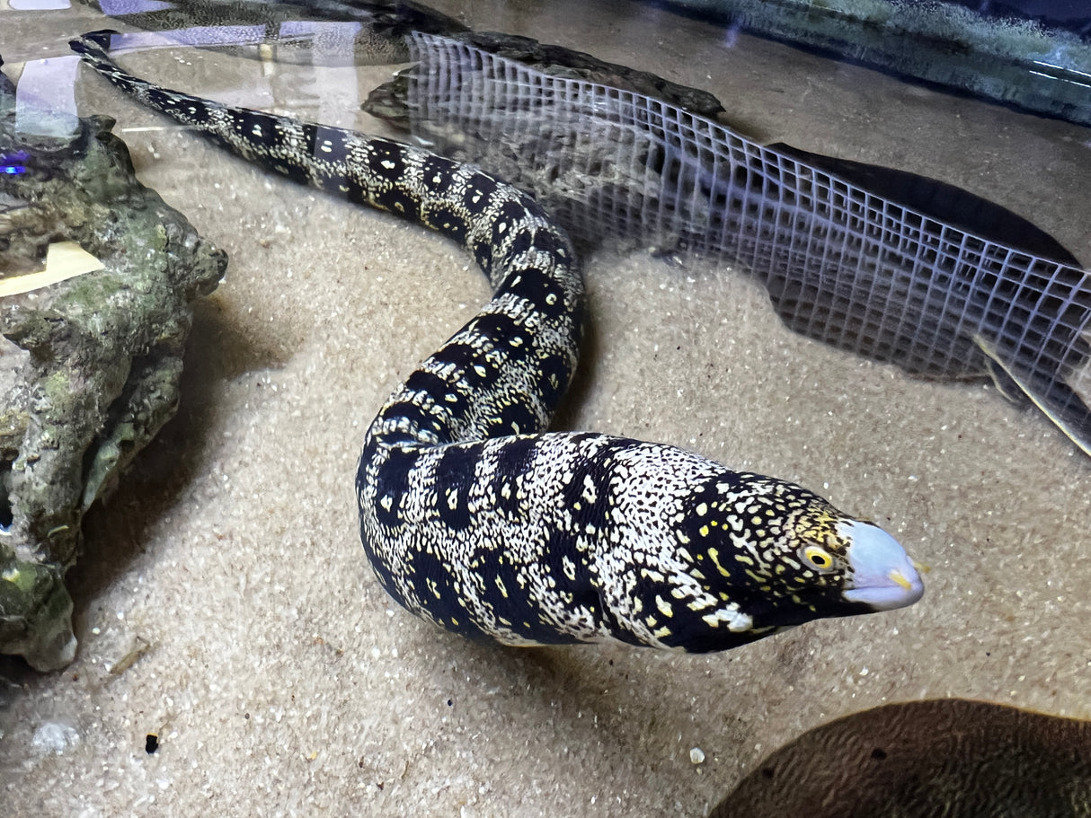 Extra Large Snowflake eel