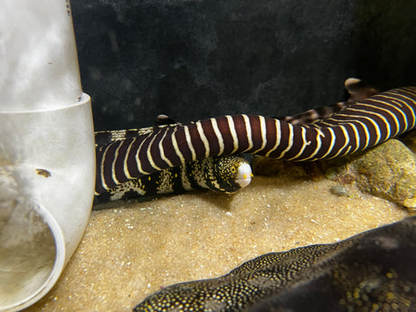 Extra Large Snowflake eel