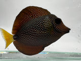 Gem tang