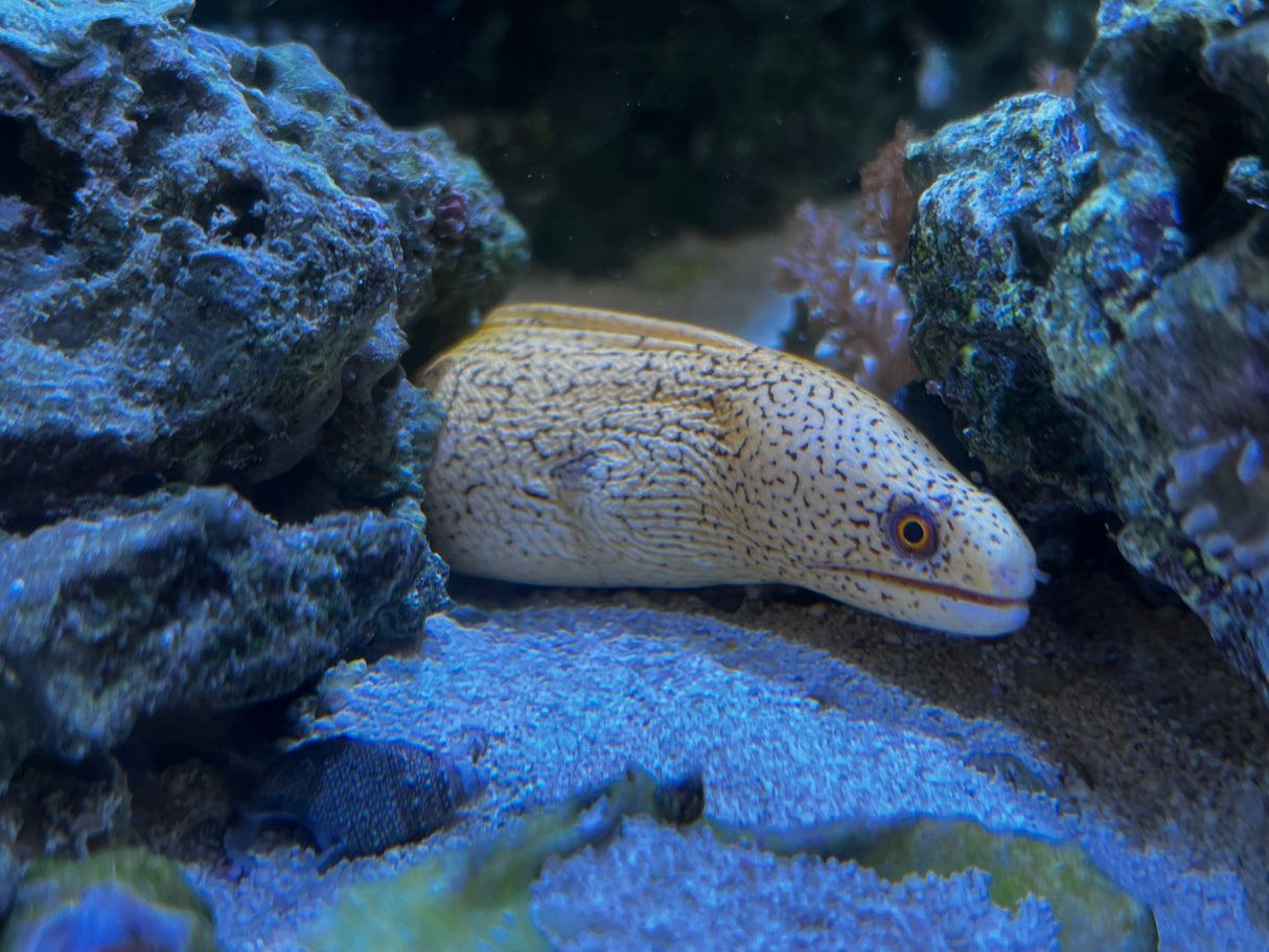 Brazilian Gold moray eel