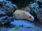 Brazilian Gold moray eel