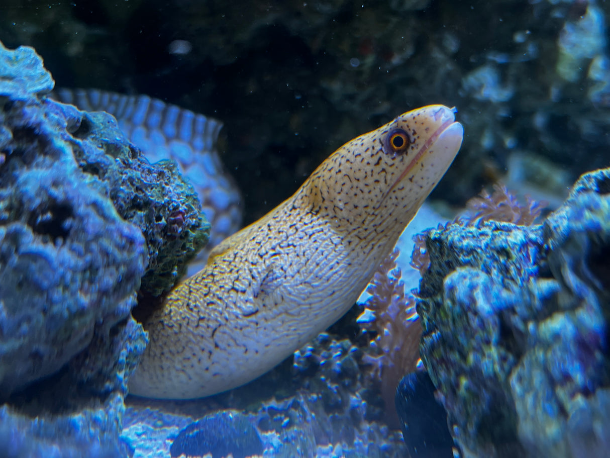 Brazilian Gold moray eel