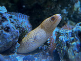 Brazilian Gold moray eel