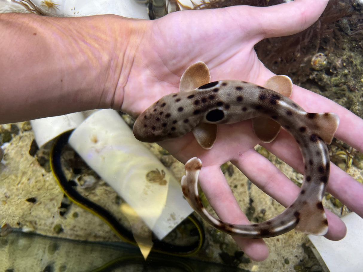 Captive bred Epaulette Shark