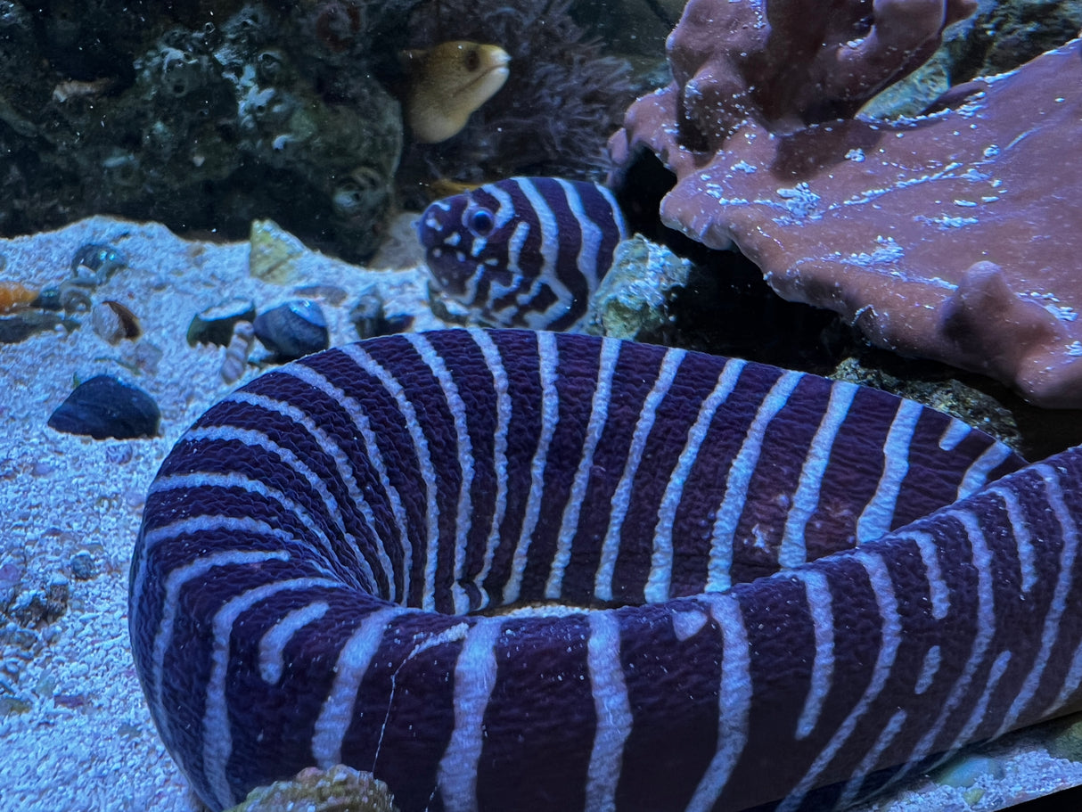 Large zebra eel