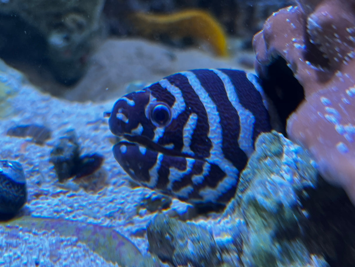 Large zebra eel