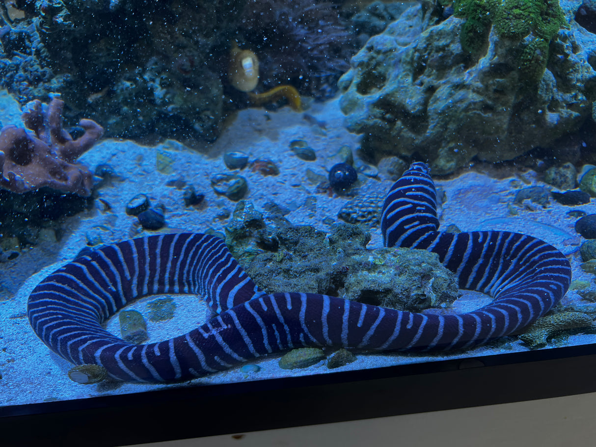 Large zebra eel