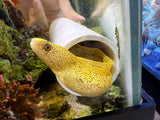 Brazilian Gold moray eel