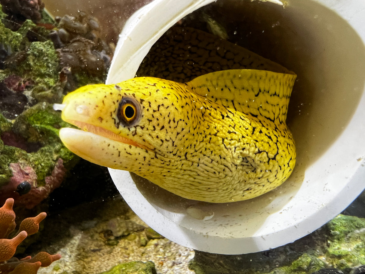 Brazilian Gold moray eel