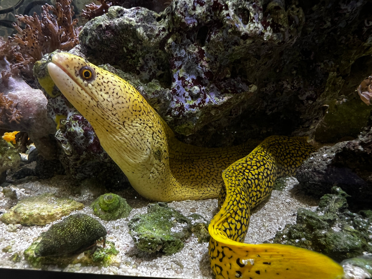 Brazilian Gold moray eel