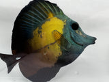 Blueface Koi Scopas Tang