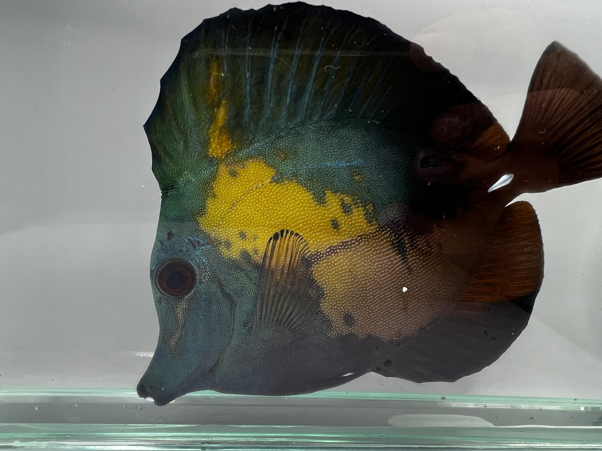 Blueface Koi Scopas Tang