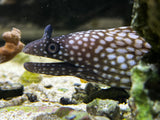 Brazilian Dragon Eel