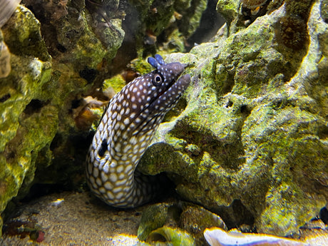 Brazilian Dragon Eel