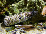 Brazilian Dragon Eel