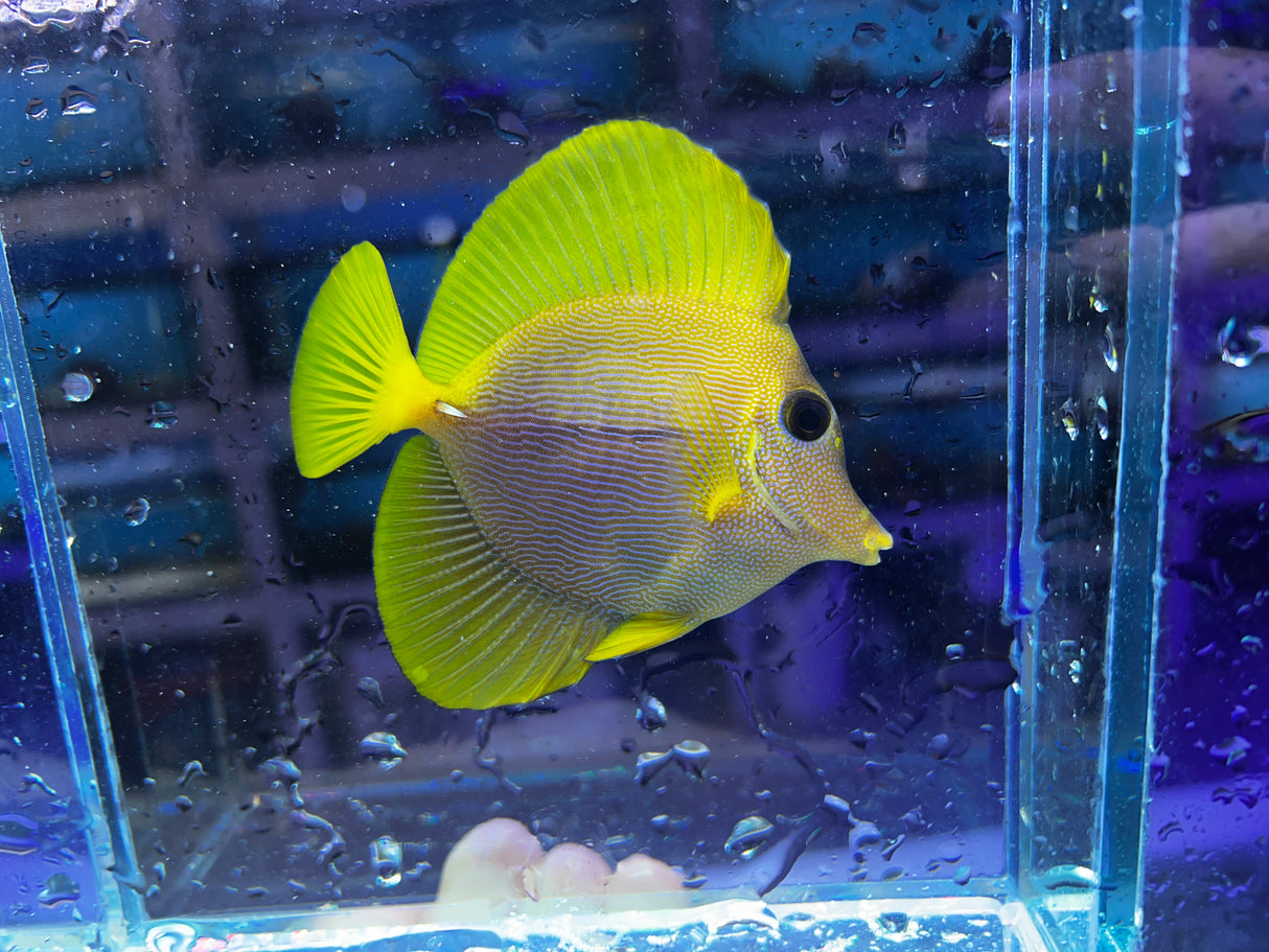 Yurple Tang (Yellow x Purple Tang Hybrid) - "Holy Grail" Fish