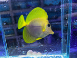 Yurple Tang (Yellow x Purple Tang Hybrid) - "Holy Grail" Fish