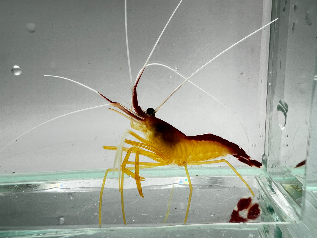 Skunk cleaner shrimp