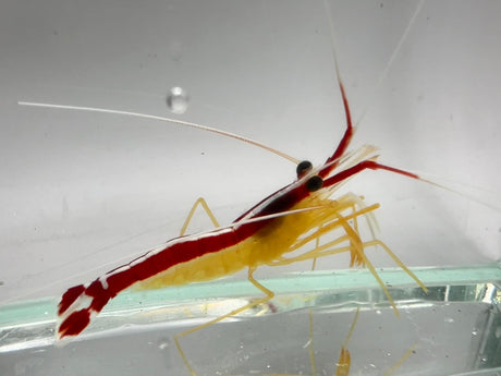 Skunk cleaner shrimp