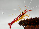 Skunk cleaner shrimp