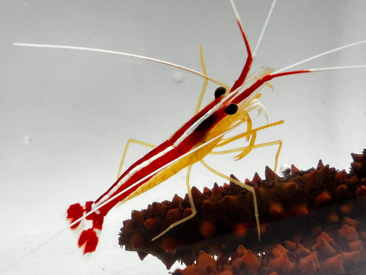 Skunk cleaner shrimp