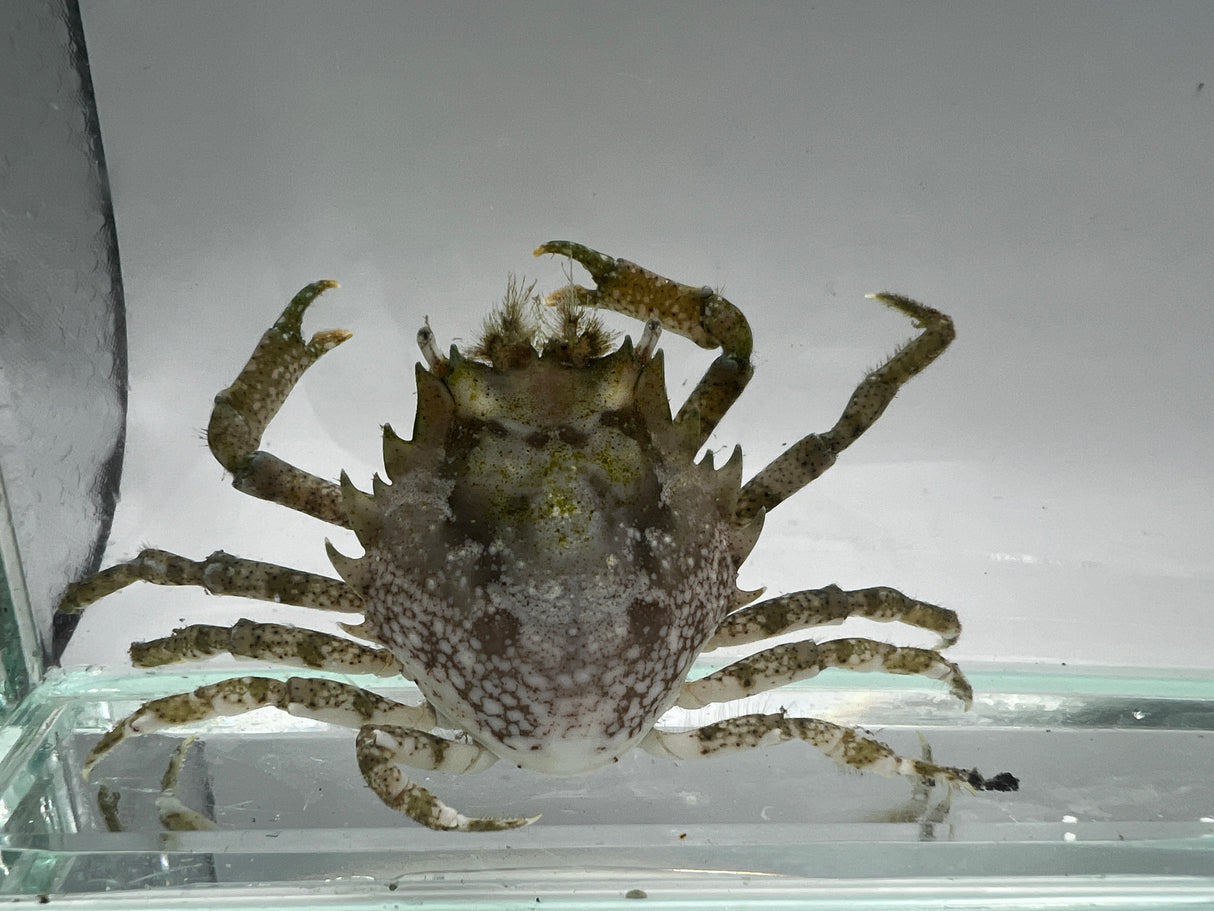 Pitho Crab