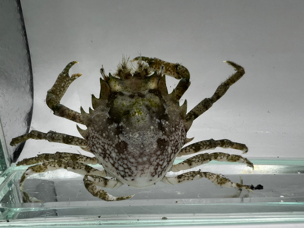 Pitho Crab