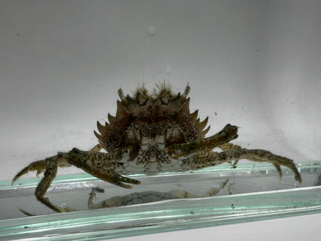 Pitho Crab