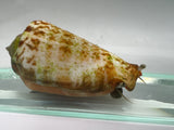 Sand Tiger Conch