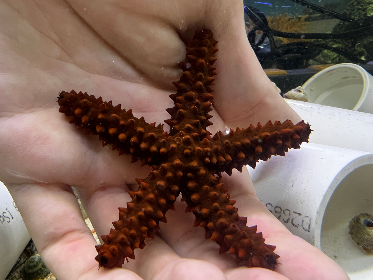 Red thorny sea star