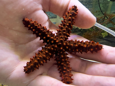 Red thorny sea star