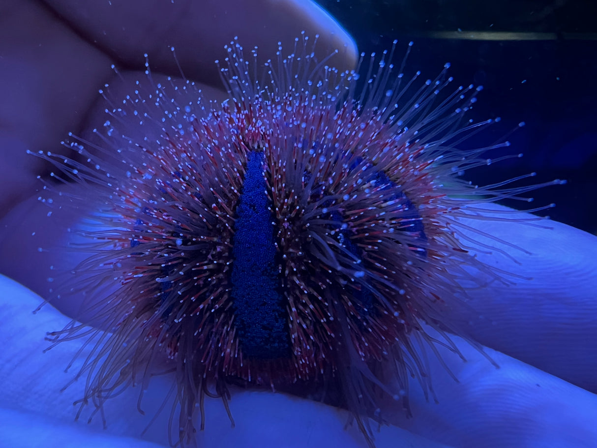 Tuxedo Urchin