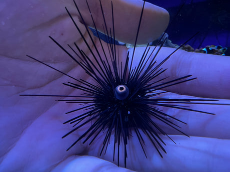 Long spine Urchin