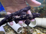 Captive Bred Whitespotted bamboo sharks