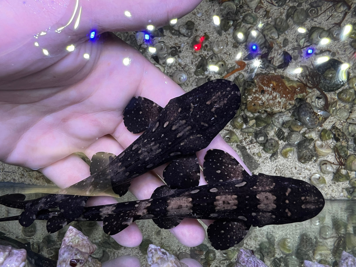 Captive Bred Whitespotted bamboo sharks