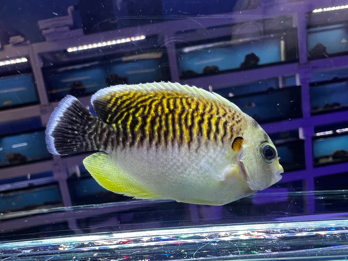 Rare captive Bred Kingi Tiger Angelfish