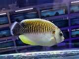 Rare captive Bred Kingi Tiger Angelfish