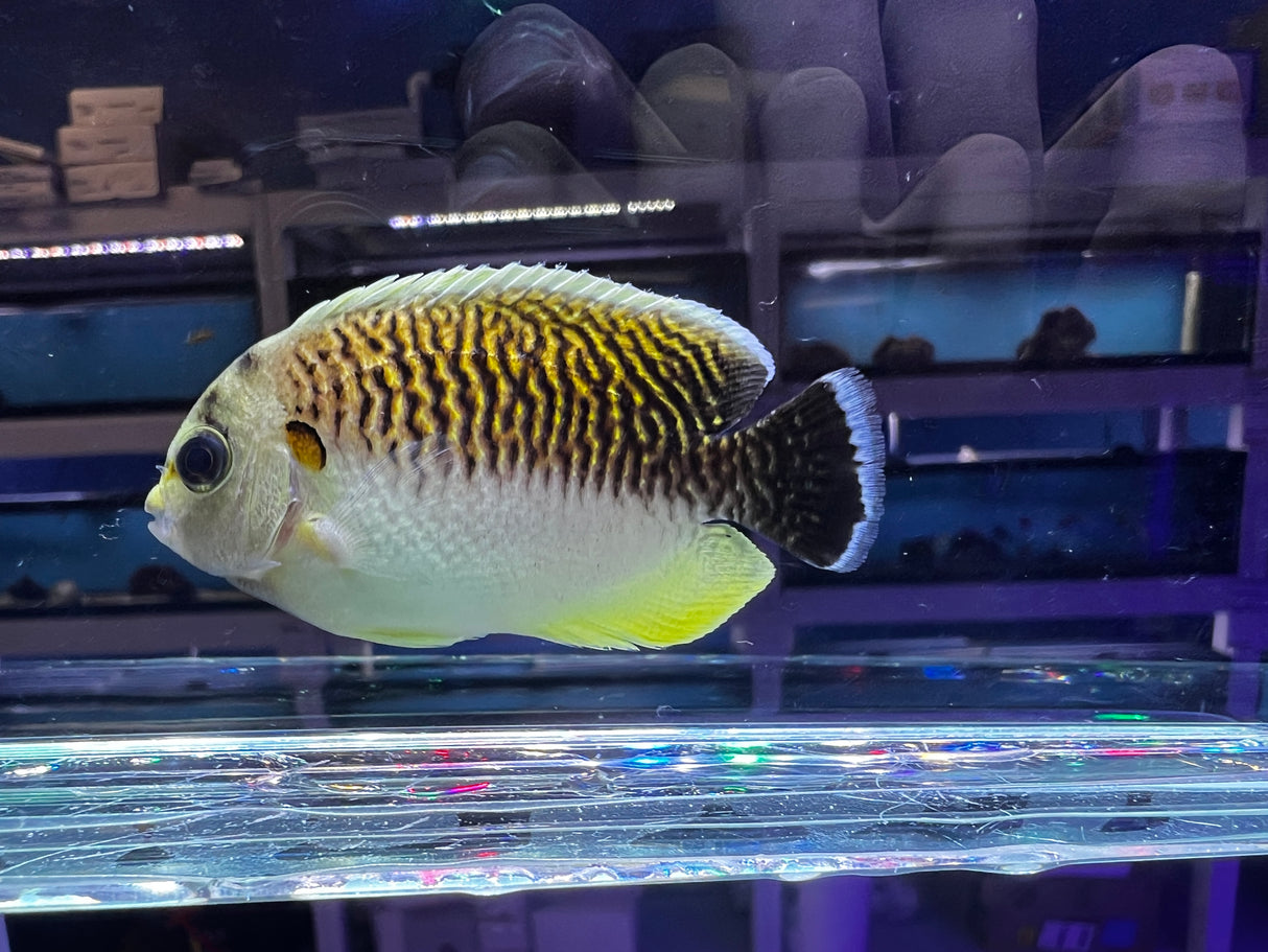 Rare captive Bred Kingi Tiger Angelfish
