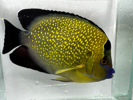 Goldflake angelfish