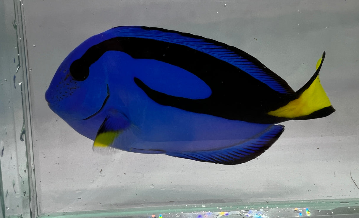 Hippo tang Medium