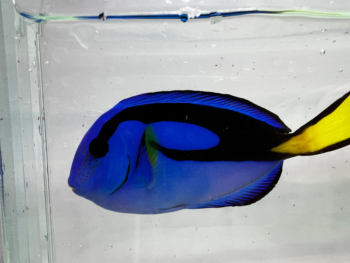 Hippo tang Medium