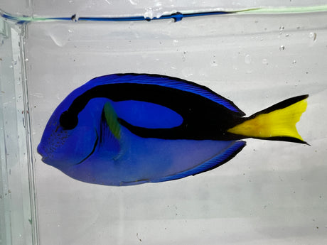 Hippo tang Medium