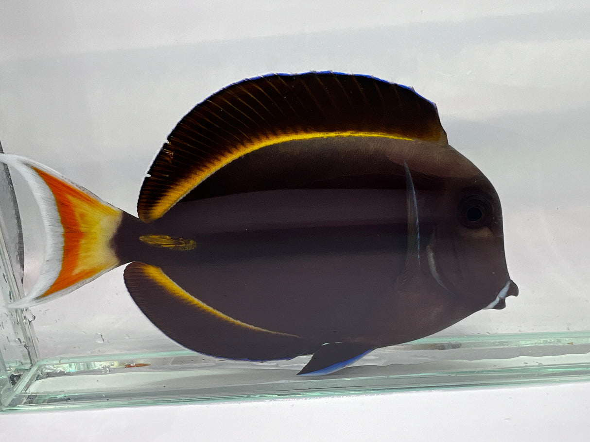 Achilles tang HYBRID