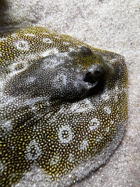 Yellow Stingray