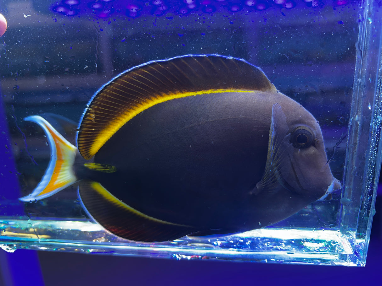 Achilles tang HYBRID